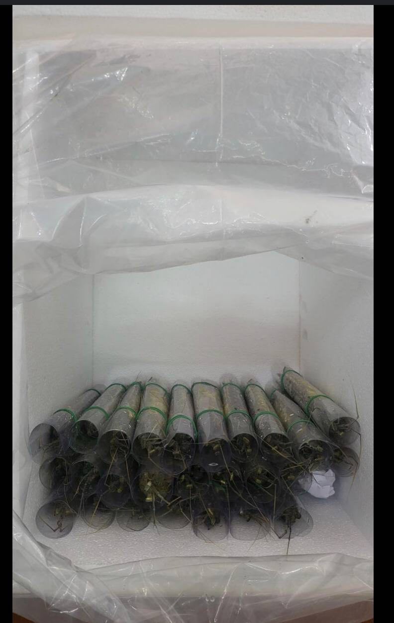 A 2023 export of live Mantis prawn from Cambodia, packed for the luxury seafood market in Hong Kong