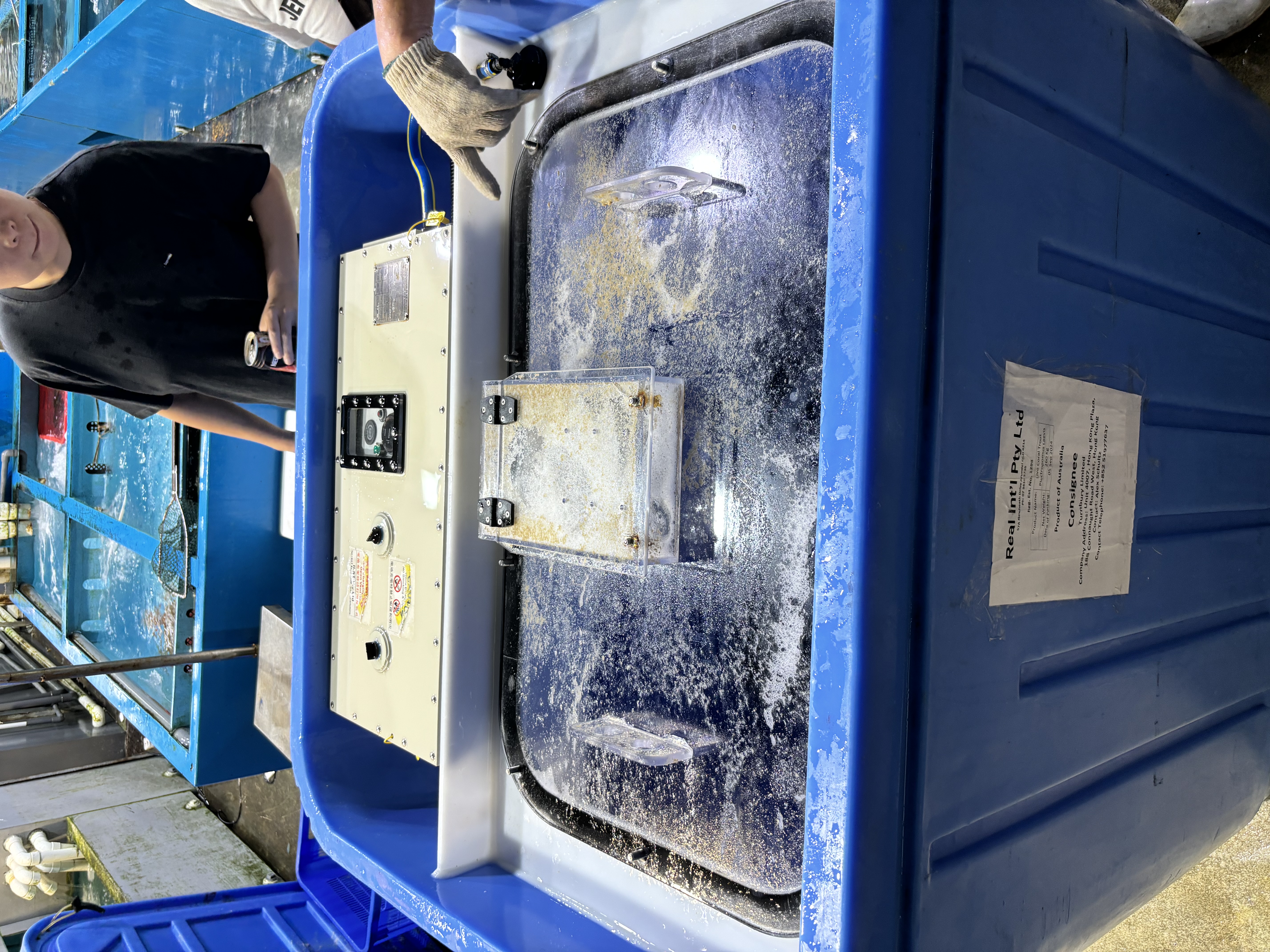 A 2024 shipment of live red coral grouper arriving in Hong Kong from Australia, held in an oxygenated tank